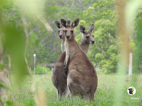 byron bay wildlife sanctuary